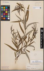 Foto von Salix babylonica L.